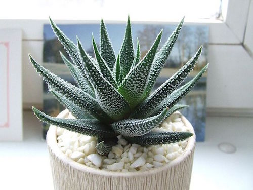 national-gardening-month-6-houseplants-improving-air-quality
