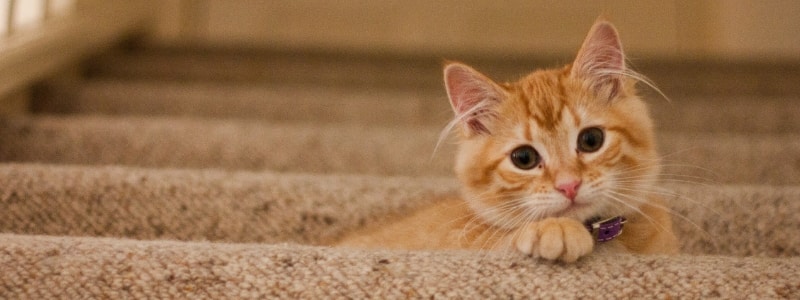 best ac temperature for cats